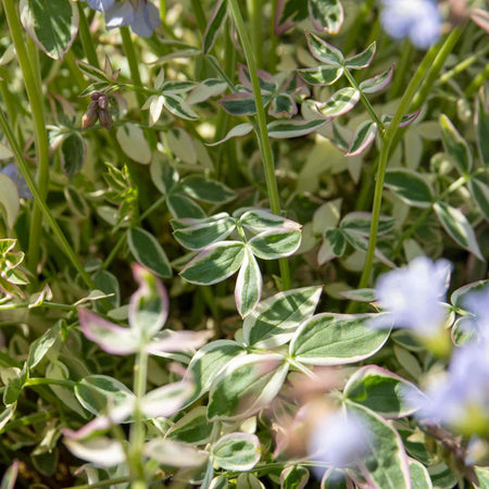 Polemonium 'Stairway To Heaven'