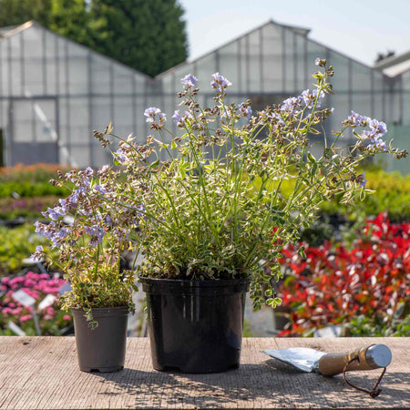 Polemonium 'Stairway To Heaven'