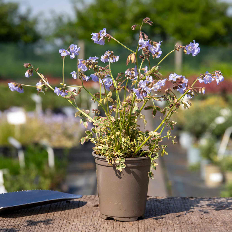Polemonium 'Stairway To Heaven'