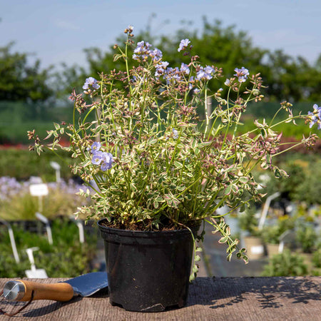 Polemonium 'Stairway To Heaven'