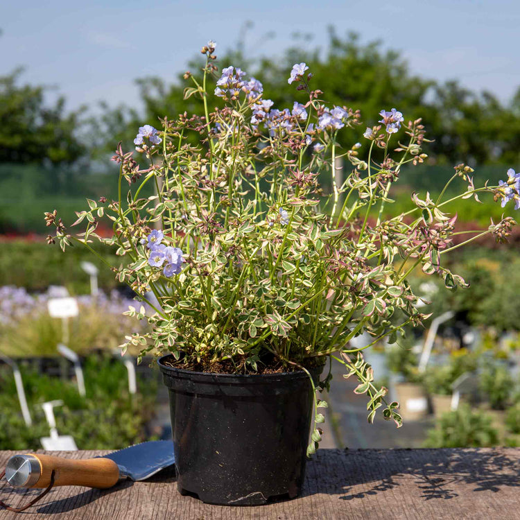 Polemonium 'Stairway To Heaven'