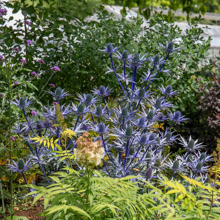 Eryngium 'Big Blue'