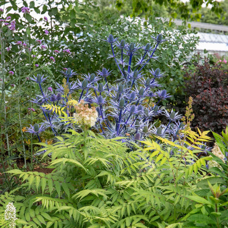 Eryngium 'Big Blue'