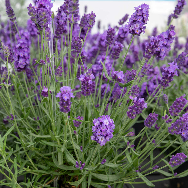Lavender 'Hidcote Blue'