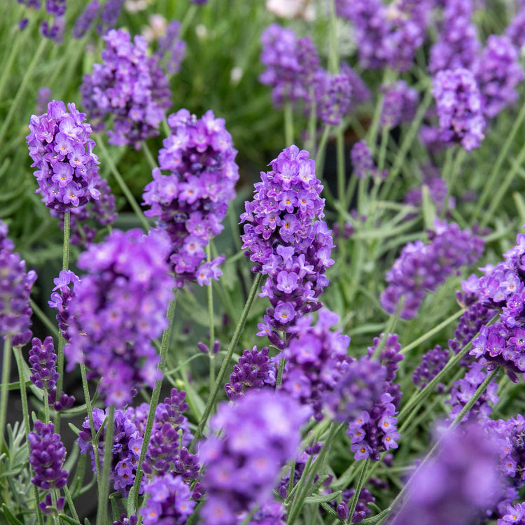 Lavender 'Hidcote Blue'