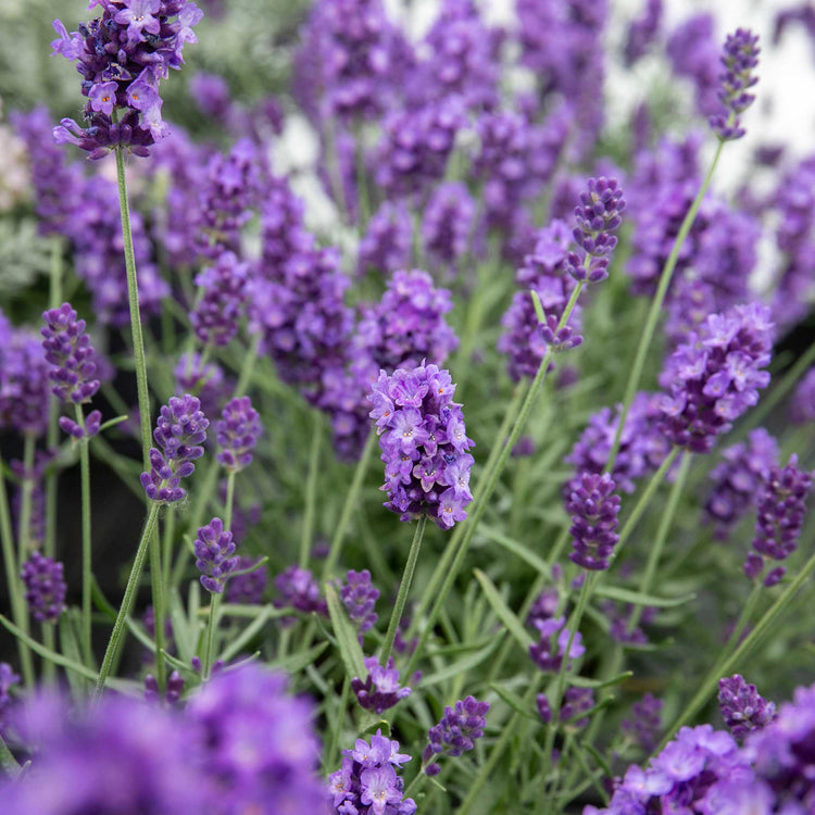 Lavender 'Hidcote Blue'