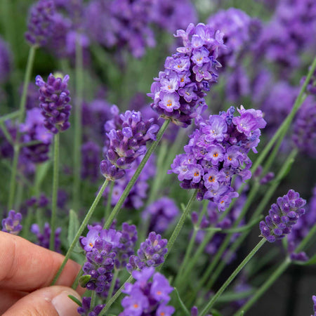 Lavender 'Hidcote Blue'