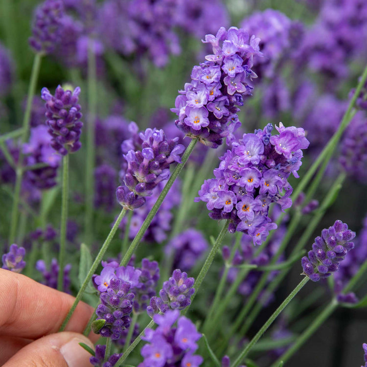 Lavender 'Hidcote Blue'