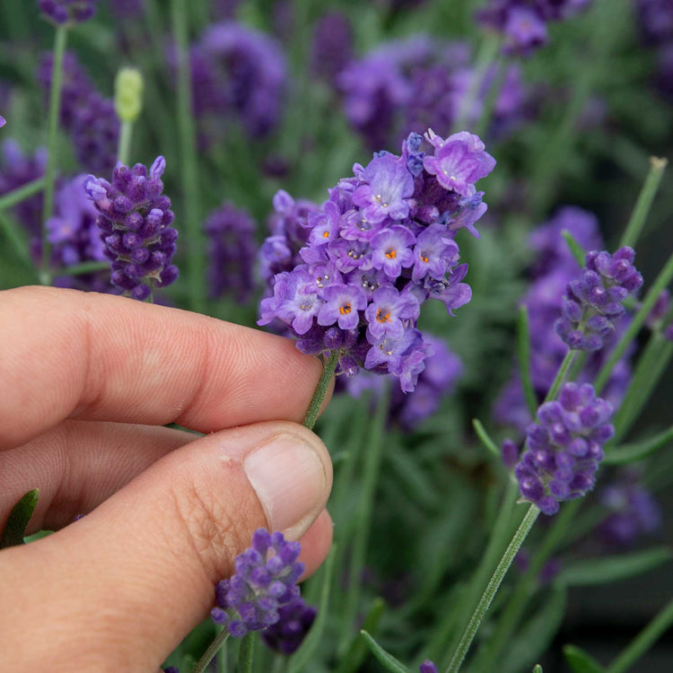 Lavender 'Hidcote Blue'