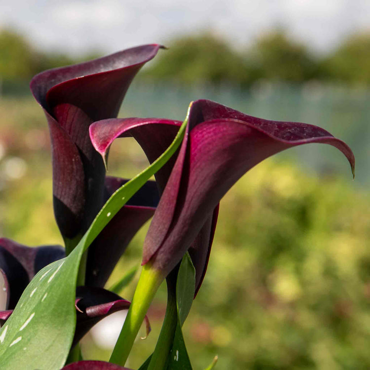 Zantedeschia 'Black'