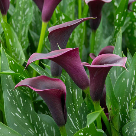 Zantedeschia 'Black'