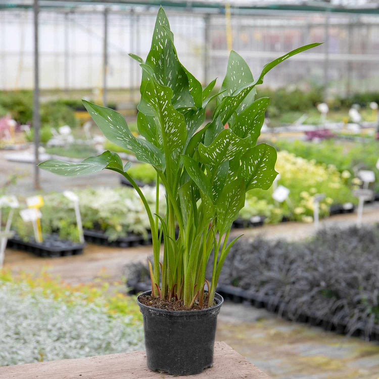 Zantedeschia 'Black'