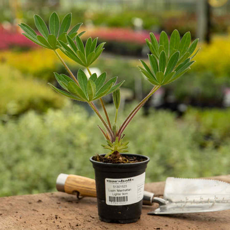 Lupin 'Manhattan Lights'