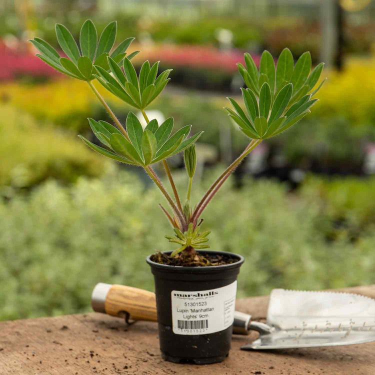 Lupin 'Manhattan Lights'