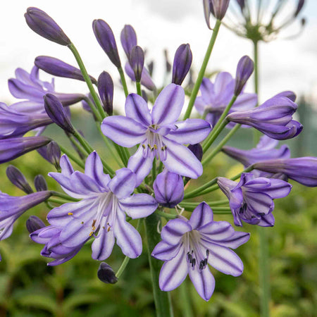 Agapanthus 'Poppin Star'