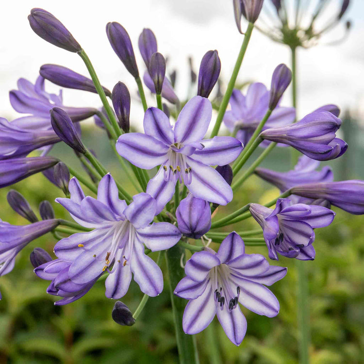 Agapanthus 'Poppin Star'