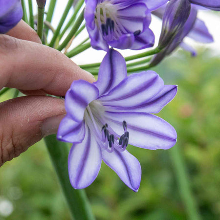 Agapanthus 'Poppin Star'