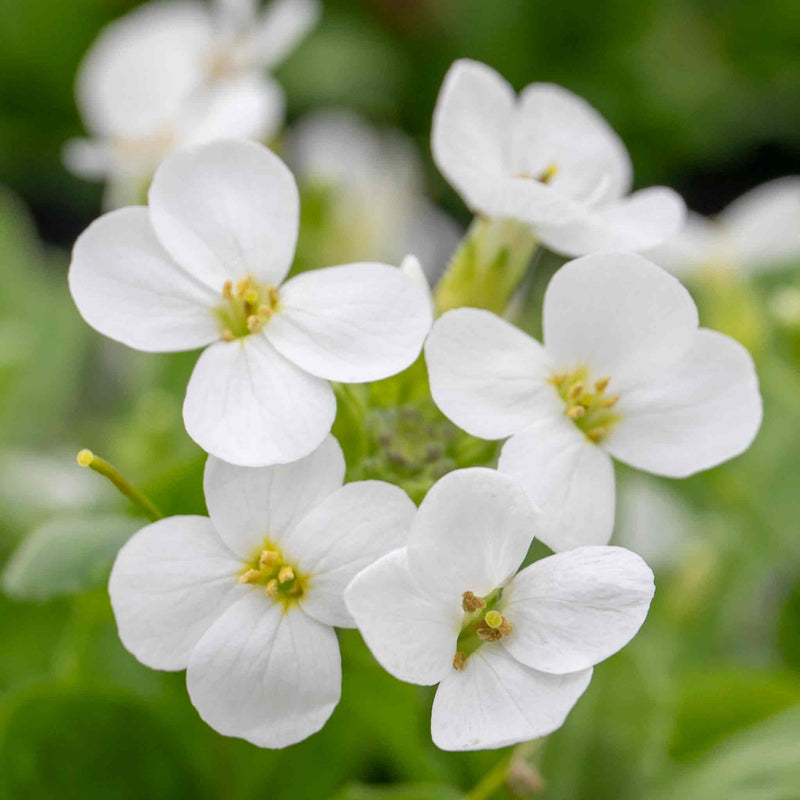 Arabis 'Alpina Alabaster'