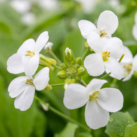 Arabis 'Alpina Alabaster'