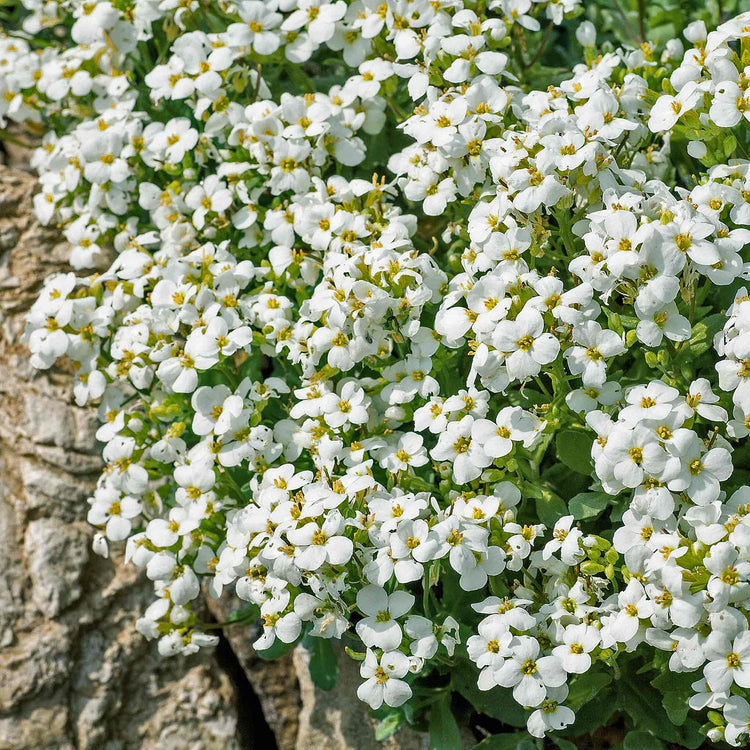 Arabis 'Alpina Alabaster'