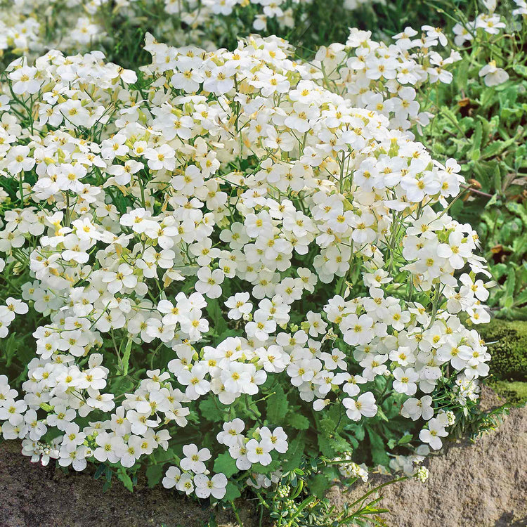 Arabis 'Alpina Alabaster'