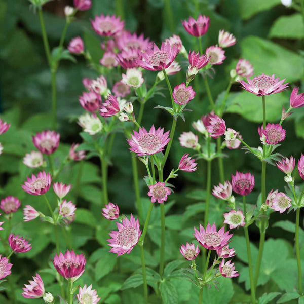 Astrantia 'Roma'