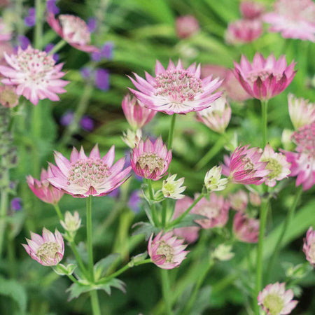 Astrantia 'Roma'