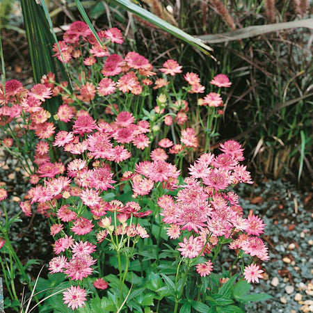 Astrantia 'Roma'
