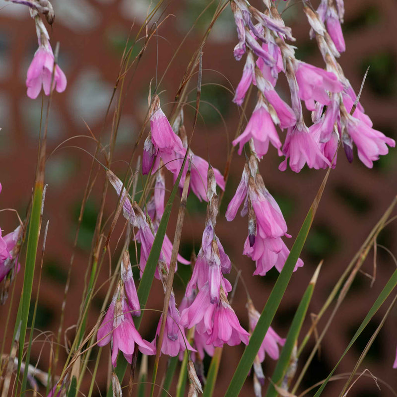Dierama 'Pulcherrimum Wind Nymph Cameo'