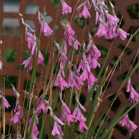 Dierama 'Pulcherrimum Wind Nymph Cameo'