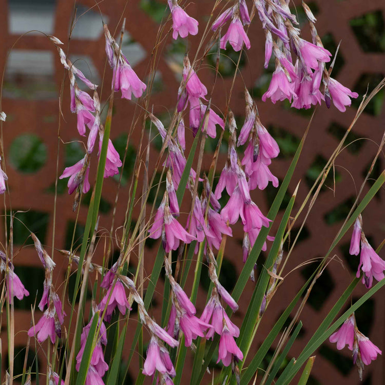 Dierama 'Pulcherrimum Wind Nymph Cameo'