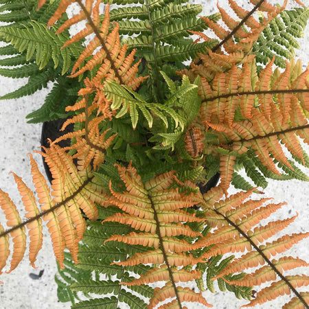 Dryopteris 'Jurassic Gold'