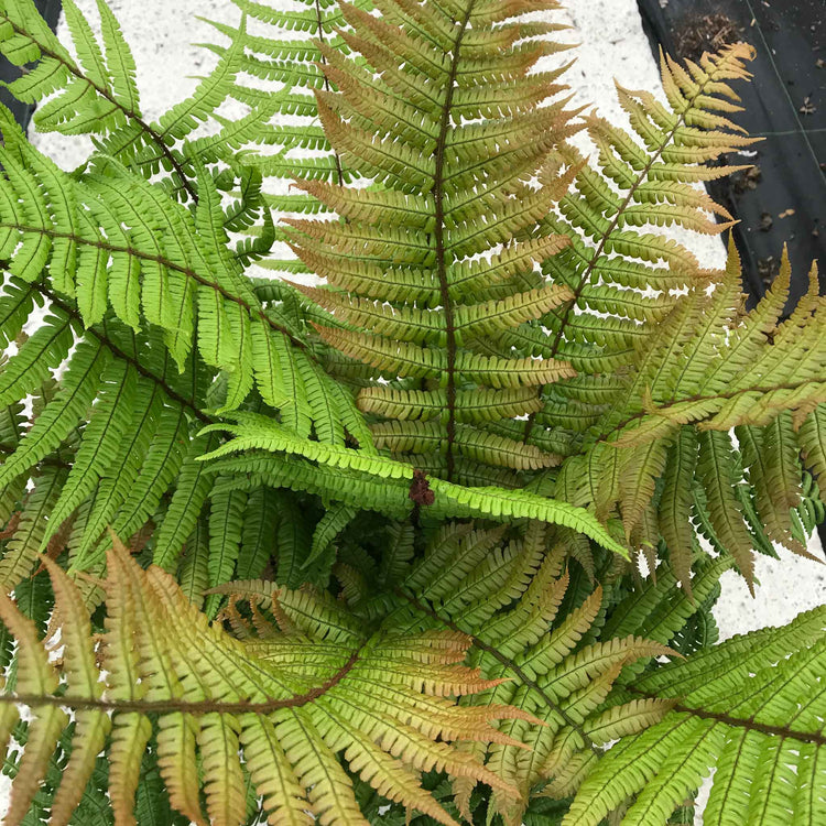 Dryopteris 'Jurassic Gold'