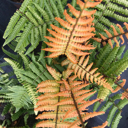 Dryopteris 'Jurassic Gold'