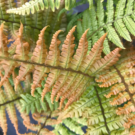 Dryopteris 'Jurassic Gold'