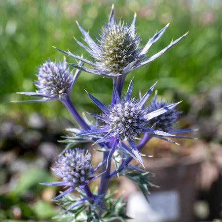 Eryngium 'Picos Amethyst'
