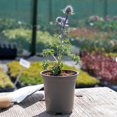 Eryngium 'Picos Amethyst'