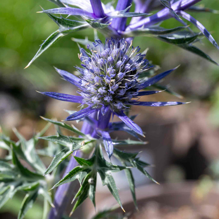 Eryngium 'Picos Amethyst'