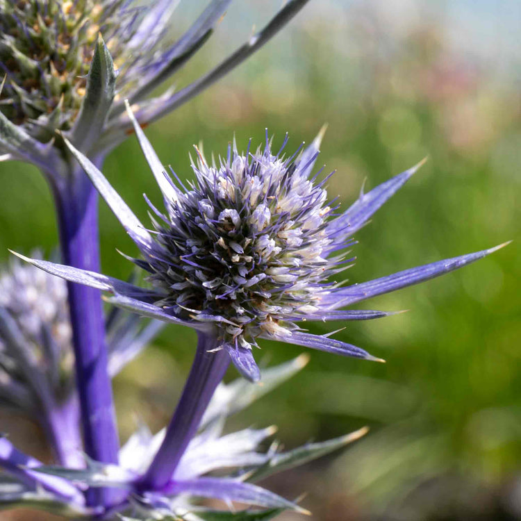 Eryngium 'Picos Amethyst'
