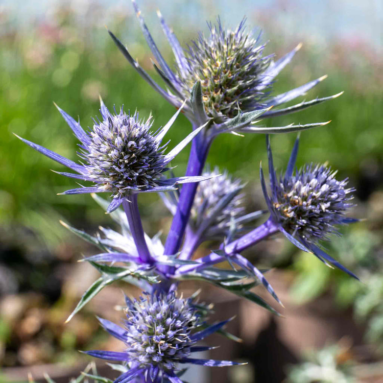 Eryngium 'Picos Amethyst'