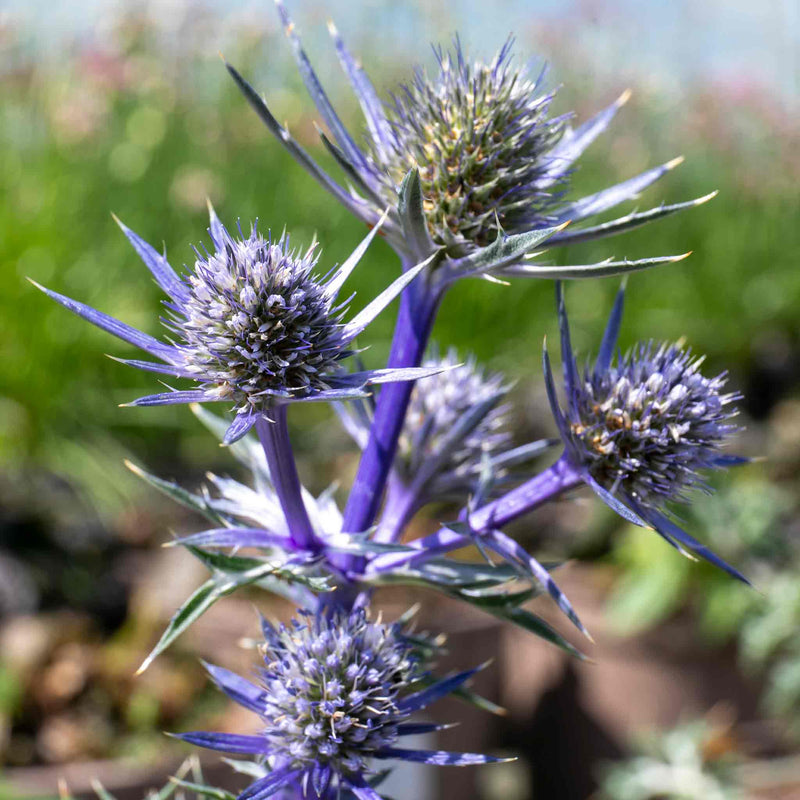 Eryngium 'Picos Amethyst'