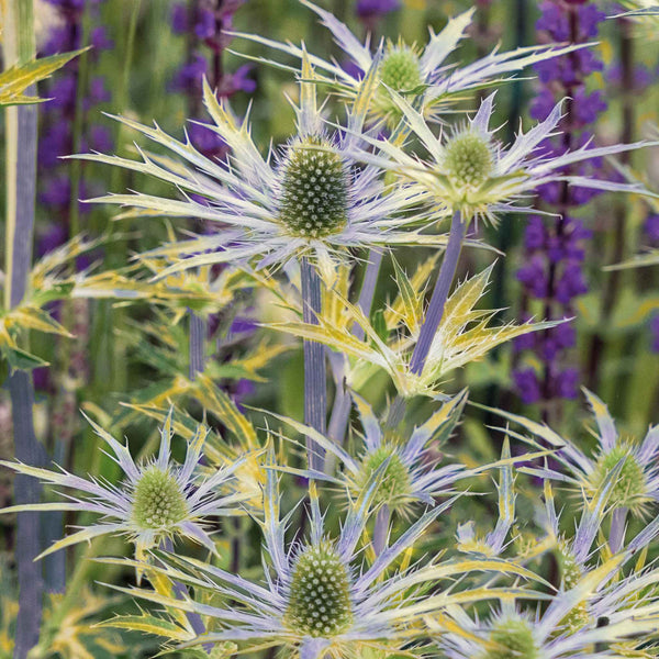 Eryngium 'Neptune Gold'