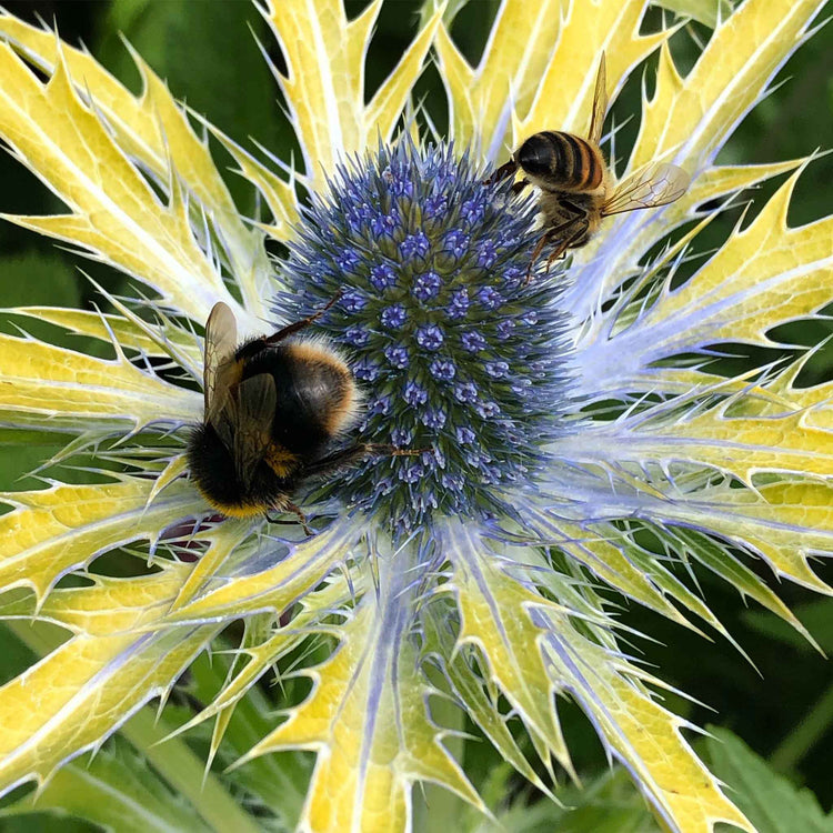 Eryngium 'Neptune Gold'