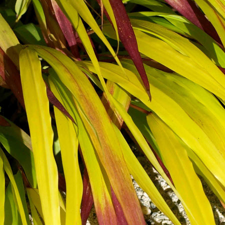 Hakonechloa 'Sunflare'