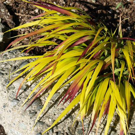 Hakonechloa 'Sunflare'