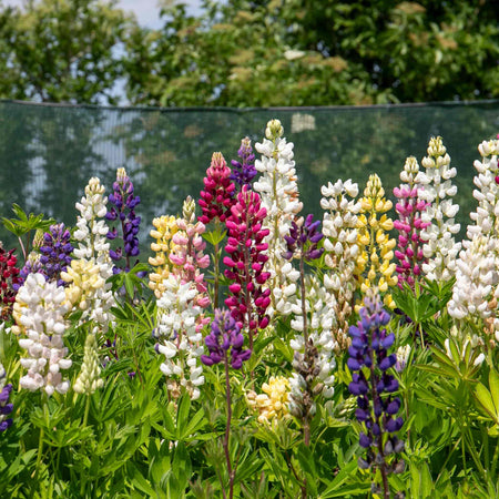 Lupin 'Legendary Mix'