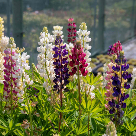 Lupin 'Legendary Mix'