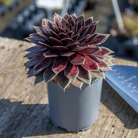Sempervivum 'Coconut Crystal'