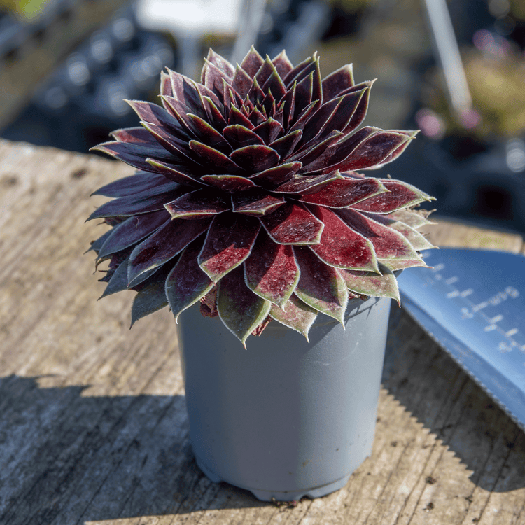 Sempervivum 'Coconut Crystal'