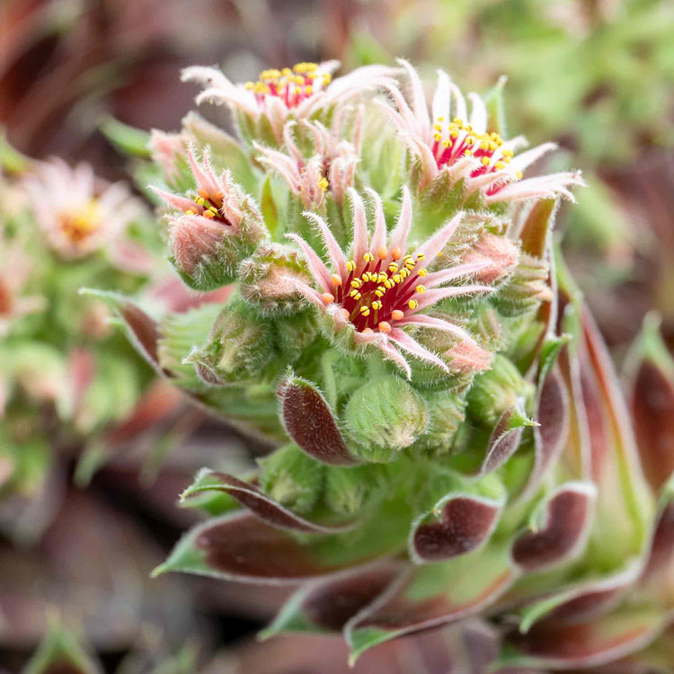 Sempervivum 'Coconut Crystal'